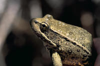 Image of: Rana aurora (red-legged frog)
