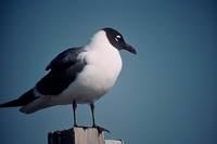 Larus atricilla - Laughing Gull