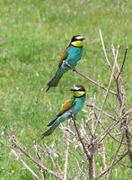 Merops apiaster - Bee-eater