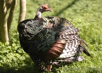 Meleagris ocellata - Ocellated Turkey