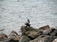 Image of: Cepphus grylle (black guillemot)