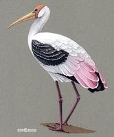 Image of: Mycteria leucocephala (painted stork)