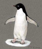 Image of: Pygoscelis adeliae (Adelie penguin)