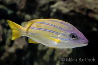 Lutjanus kasmira - Blue-banded Snapper