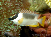 Siganus magnificus - Magnificent Rabbitfish