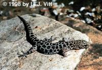 Image of: Xantusia henshawi (granite night lizard)
