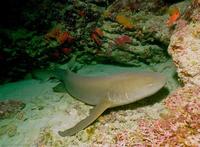 Image of: Ginglymostoma cirratum (nurse shark)