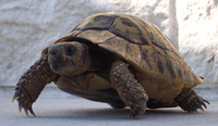 Testudo hermanni - Hermann's Tortoise