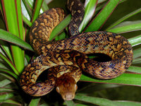 Epicrates subflavus - Jamaican Boa