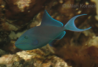 Odonus niger - Black Triggerfish