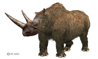 Coelodonta