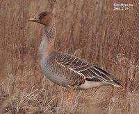 Bean Goose - Anser fabalis