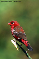 Red Avadavat - Amandava amandava