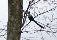 White-necked Myna - Streptocitta albicollis