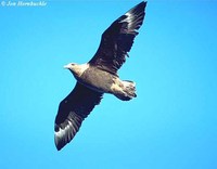 Brown Skua - Stercorarius antarcticus