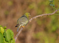 Madagascar Green Pigeon (Treron australis) photo