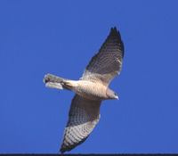 Levant Sparrowhawk - Accipiter brevipes