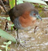 White-throated Crake - Laterallus albigularis