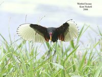 Wattled Jacana - Jacana jacana