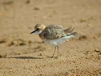 Greater Sandplover - Charadrius leschenaultii