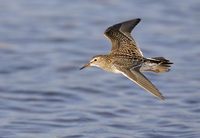 Pectoral Sandpiper (Calidris melanotos) photo