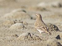 Short-toed Lark (Calandrella brachydactyla) photo