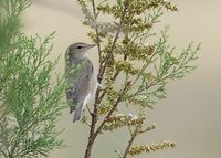 Garden Warbler (Sylvia borin) photo