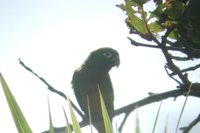 Olive-throated Parakeet - Aratinga nana