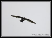 White-collared Swift - Streptoprocne zonaris