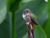 Volcano Hummingbird - Selasphorus flammula