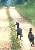 Abyssinian Ground-Hornbill - Bucorvus abyssinicus