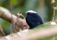 White-crowned Manakin - Dixiphia pipra