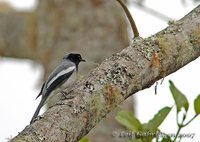 McGregor's Cuckoo-shrike - Coracina mcgregori