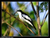 Black-browed Triller - Lalage atrovirens