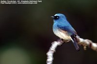 Indigo Flycatcher - Eumyias indigo