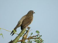 Brown Babbler - Turdoides plebejus