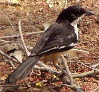 Southern Boubou - Laniarius ferrugineus