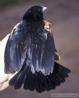 Fan-tailed Widowbird - Euplectes axillaris