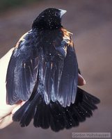 Fan-tailed Widowbird - Euplectes axillaris
