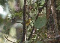 Rufous-capped Warbler - Basileuterus rufifrons