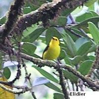Black-and-yellow Tanager - Chrysothlypis chrysomelaena