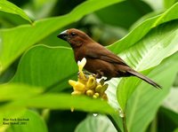 Blue-black Grosbeak - Cyanocompsa cyanoides