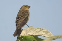 Chestnut-capped Blackbird - Chrysomus ruficapillus