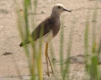 White-tailed Lapwing