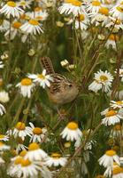 Grass Wren