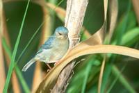 Bicoloured Conebill, Marchantaria Island, Amazonas, Brazil, July 2001 - click for larger image