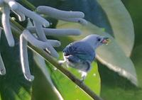 Blue-gray Tanager