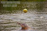 ...ing a soccer ball . In the Amazon is know as boto vermelho . This is a wild free animal . Photog