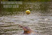 ...Amazonian pink dolphin ( Inia geoffrensis ) playing a soccer ball . In the Amazon is know as bot