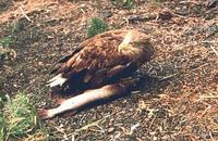 White-tailed               sea eagle, Haliaeetus albicilla